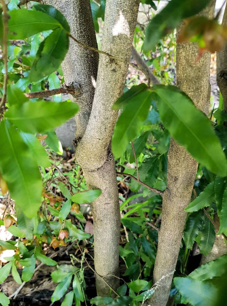 Ochna (Ochna serrulata), Dee Why, Northern Beaches NSW