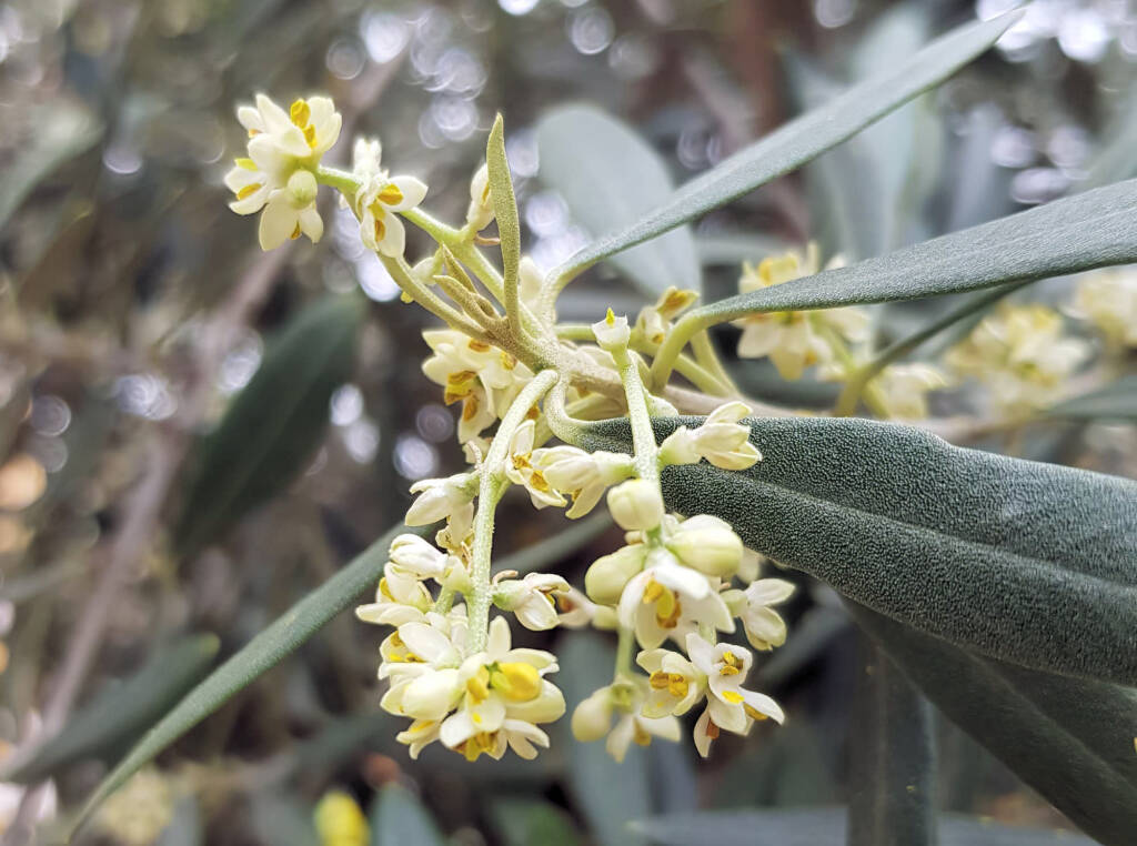 Olive Tree (Olea europaea), Alice Springs NT