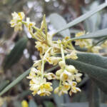 Olive Tree (Olea europaea), Alice Springs NT