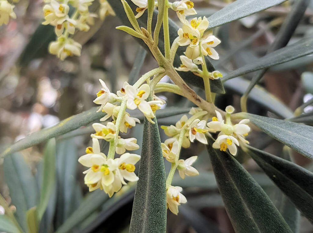 Olive Tree (Olea europaea), Alice Springs NT