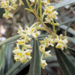 Olive Tree (Olea europaea), Alice Springs NT