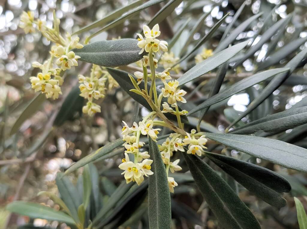 Olive Tree (Olea europaea), Alice Springs NT