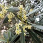 Olive Tree (Olea europaea), Alice Springs NT