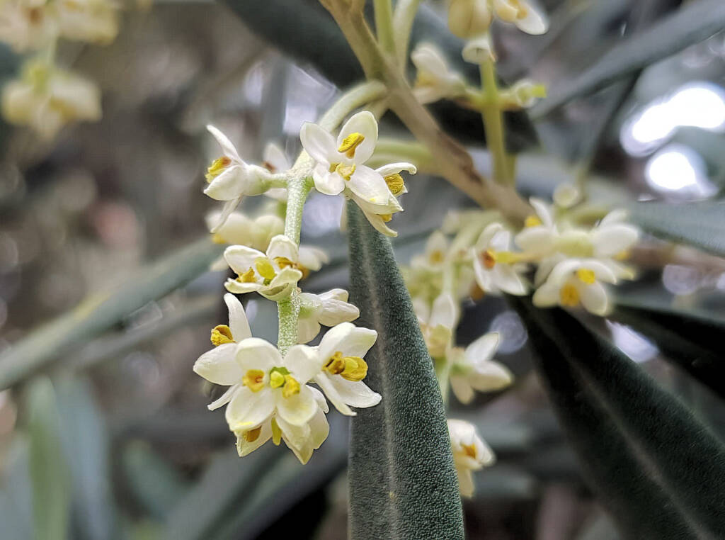 Olive Tree (Olea europaea), Alice Springs NT