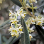 Olive Tree (Olea europaea), Alice Springs NT