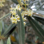 Olive Tree (Olea europaea), Alice Springs NT