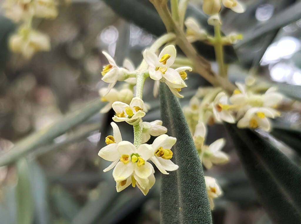 Olive Tree (Olea europaea), Alice Springs NT