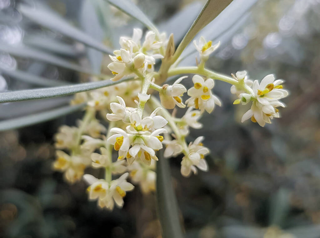 Olive Tree (Olea europaea), Alice Springs NT