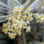 Olive Tree (Olea europaea), Alice Springs NT