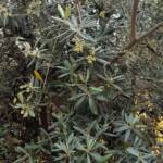 Olive Tree (Olea europaea), Alice Springs NT