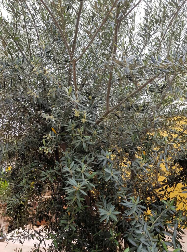 Olive Tree (Olea europaea), Alice Springs NT
