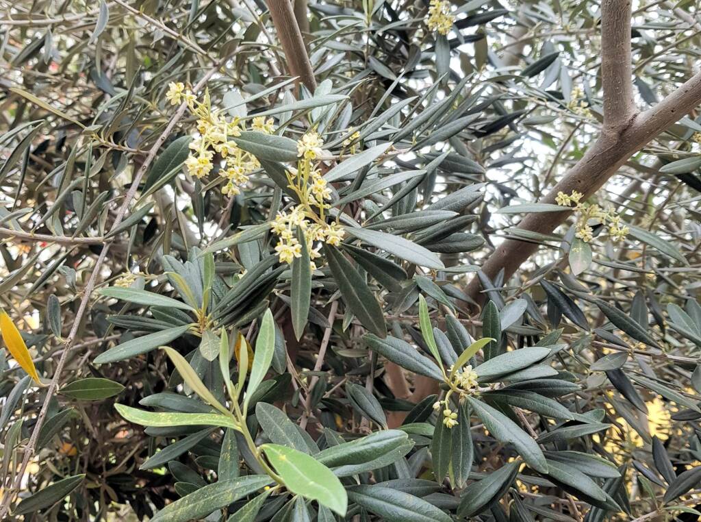 Olive Tree (Olea europaea), Alice Springs NT