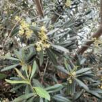 Olive Tree (Olea europaea), Alice Springs NT