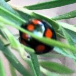 Orange-spotted Ladybird (Orcus australasiae), Roma QLD © Dianne Bickers