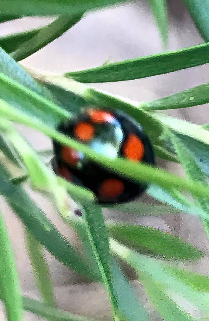 Orange-spotted Ladybird (Orcus australasiae), Roma QLD © Dianne Bickers
