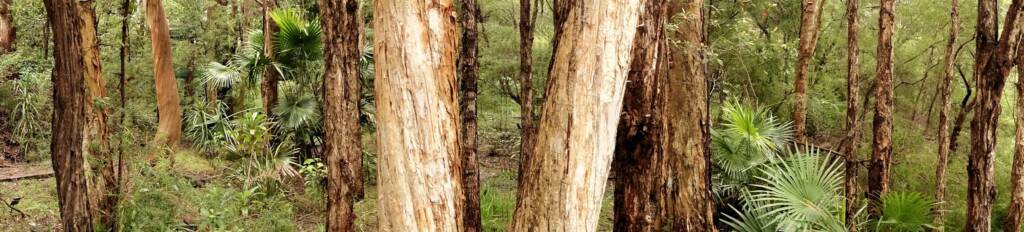 Paperbark Corner, Stony Range Regional Botanic Garden, Dee Why NSW