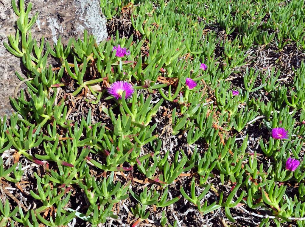 Pigface (Carpobrotus glaucescens), Dee Why, Northern Beaches NSW