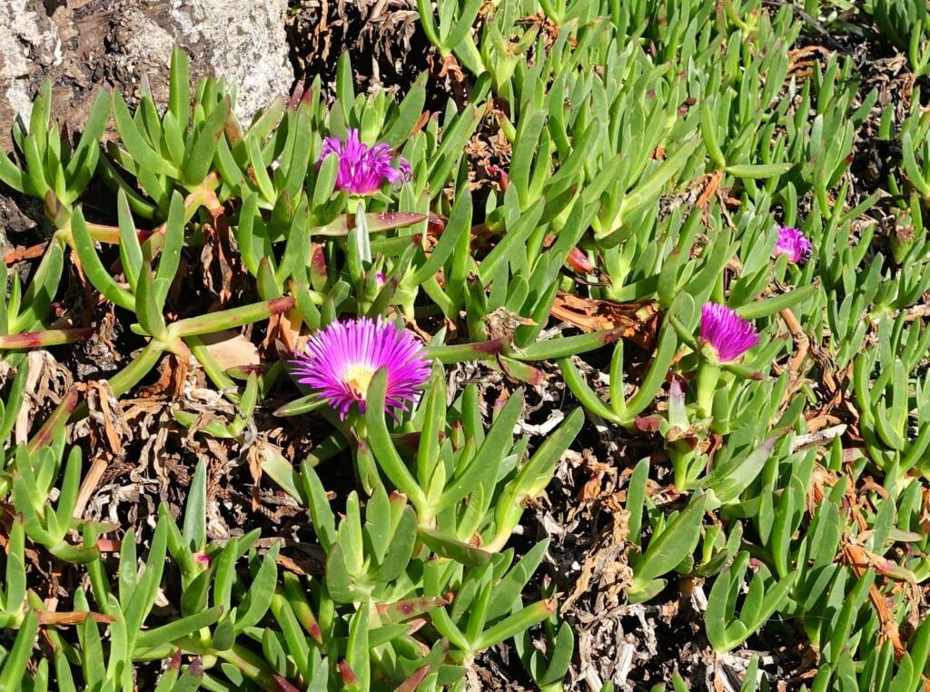 Pigface (Carpobrotus glaucescens), Dee Why, Northern Beaches NSW