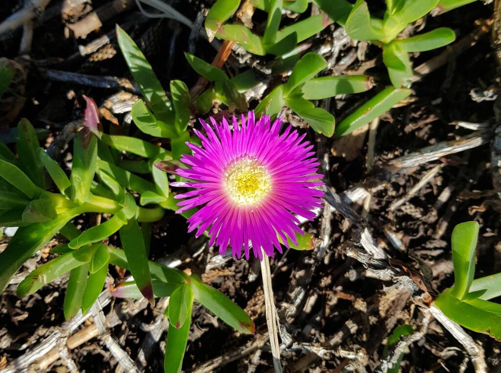 Pigface (Carpobrotus glaucescens), Dee Why, Northern Beaches NSW