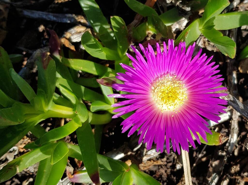 Pigface (Carpobrotus glaucescens), Dee Why, Northern Beaches NSW