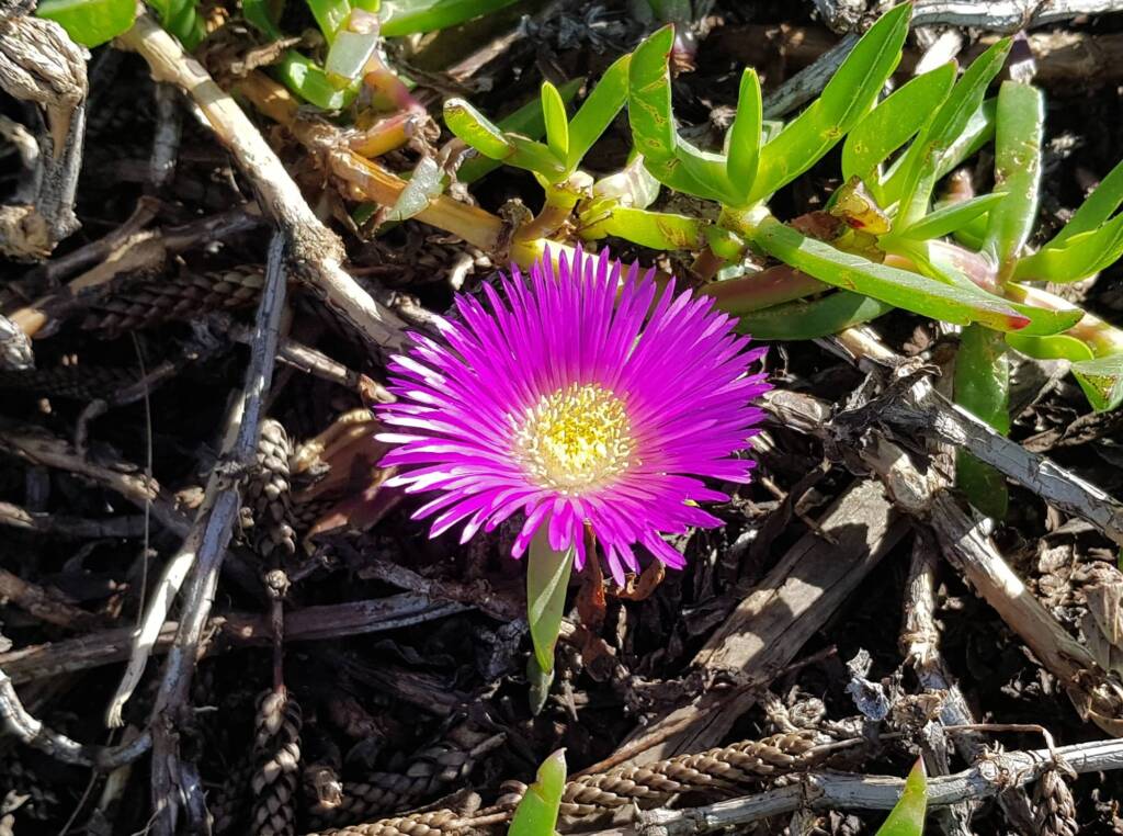 Pigface (Carpobrotus glaucescens), Dee Why, Northern Beaches NSW