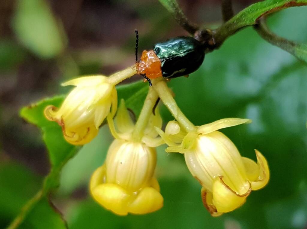 Pittosporum Leaf Beetle (Lamprolina impressicollis), Stony Range Regional Botanic Garden, Dee Why NSW