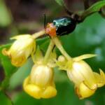 Pittosporum Leaf Beetle (Lamprolina impressicollis), Stony Range Regional Botanic Garden, Dee Why NSW