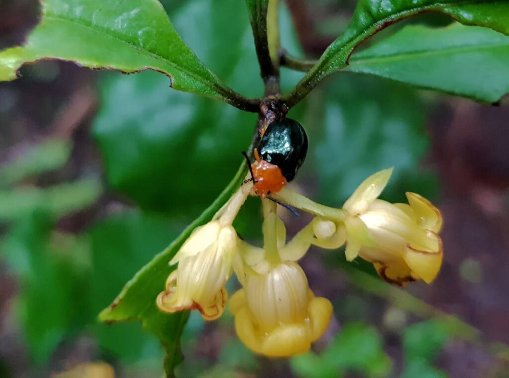 Pittosporum Leaf Beetle (Lamprolina impressicollis), Stony Range Regional Botanic Garden, Dee Why NSW