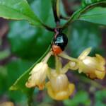 Pittosporum Leaf Beetle (Lamprolina impressicollis), Stony Range Regional Botanic Garden, Dee Why NSW