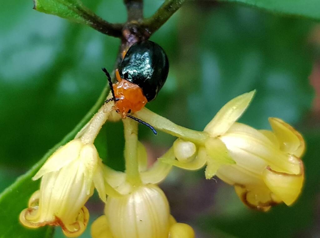Pittosporum Leaf Beetle (Lamprolina impressicollis), Stony Range Regional Botanic Garden, Dee Why NSW