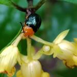Pittosporum Leaf Beetle (Lamprolina impressicollis), Stony Range Regional Botanic Garden, Dee Why NSW