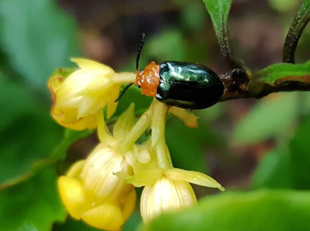 Pittosporum Leaf Beetle (Lamprolina impressicollis), Stony Range Regional Botanic Garden, Dee Why NSW