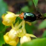 Pittosporum Leaf Beetle (Lamprolina impressicollis), Stony Range Regional Botanic Garden, Dee Why NSW