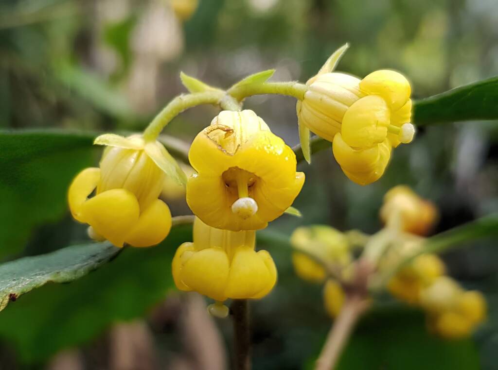 Pittosporum revolutum, Stony Range Regional Botanic Garden, Dee Why NSW