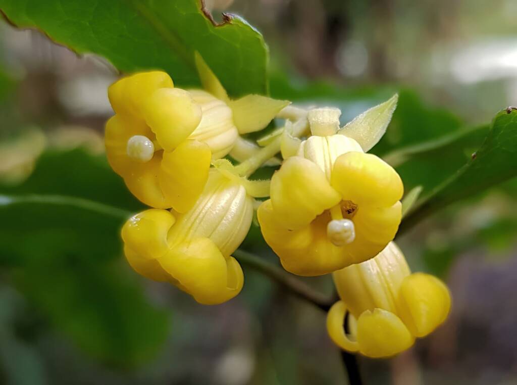 Pittosporum revolutum, Stony Range Regional Botanic Garden, Dee Why NSW