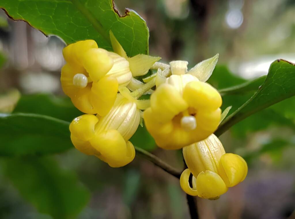 Pittosporum revolutum, Stony Range Regional Botanic Garden, Dee Why NSW