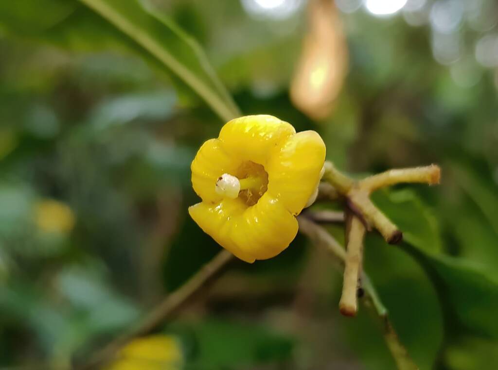 Pittosporum revolutum, Stony Range Regional Botanic Garden, Dee Why NSW