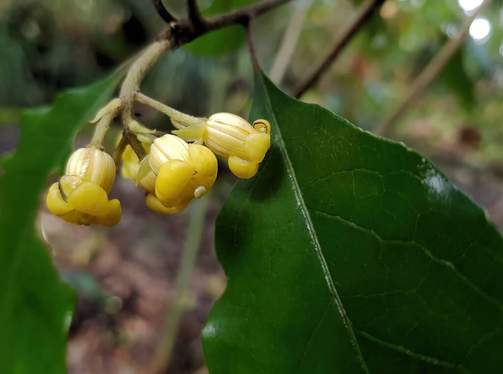 Pittosporum revolutum, Stony Range Regional Botanic Garden, Dee Why NSW