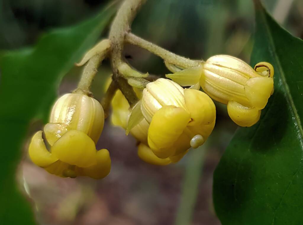 Pittosporum revolutum, Stony Range Regional Botanic Garden, Dee Why NSW
