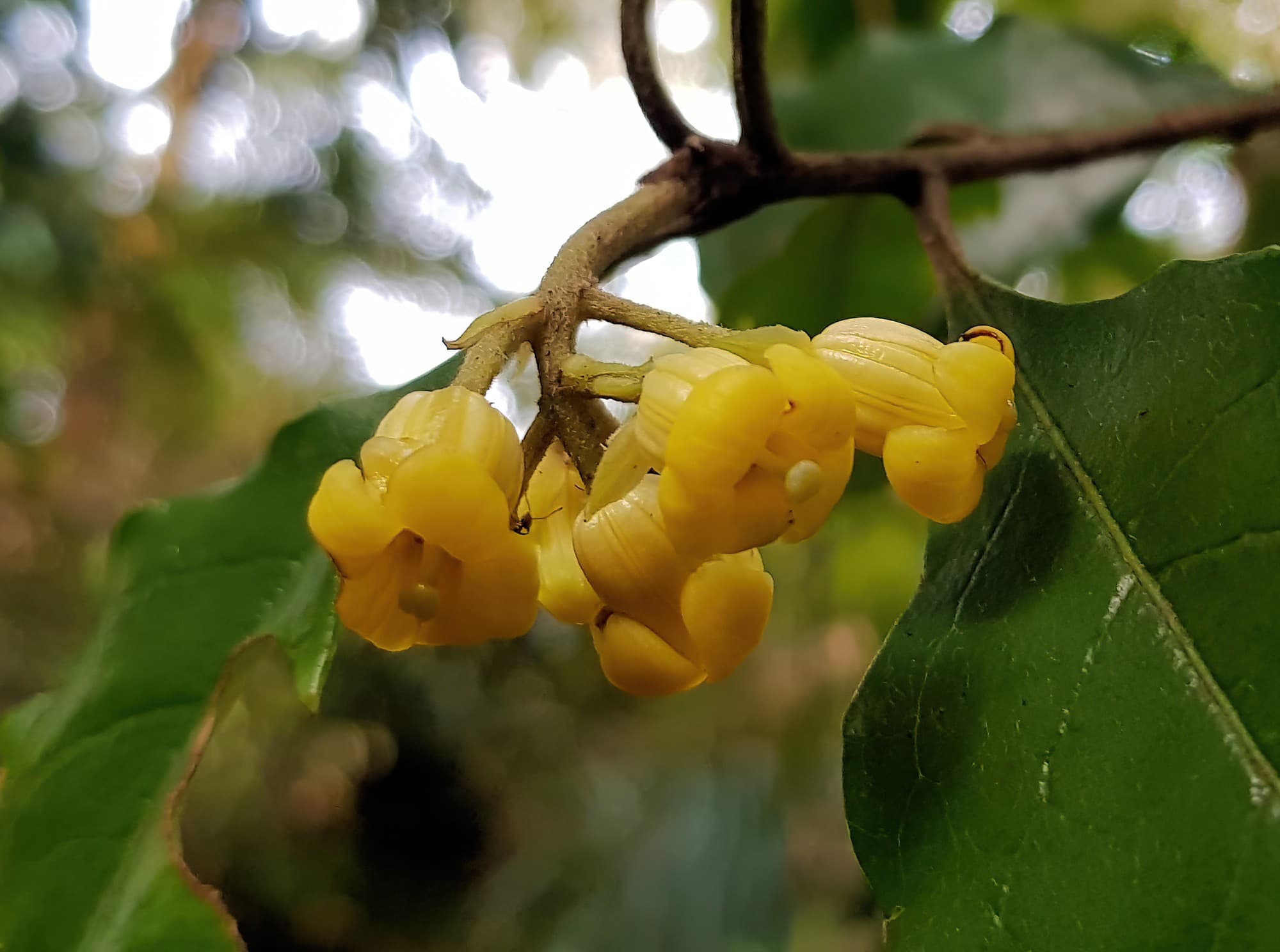 Pittosporum revolutum, Stony Range Regional Botanic Garden, Dee Why NSW