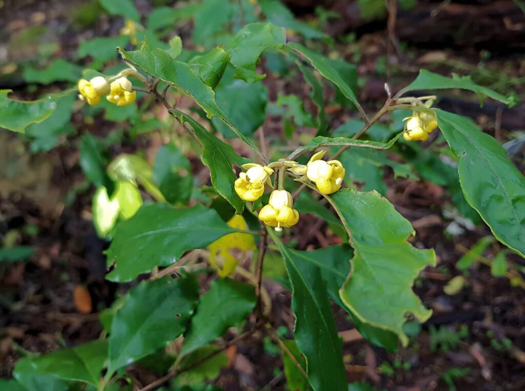 Pittosporum revolutum, Stony Range Regional Botanic Garden, Dee Why NSW