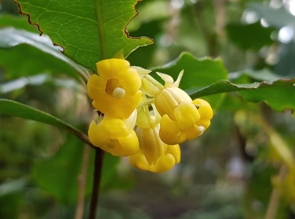 Pittosporum revolutum, Stony Range Regional Botanic Garden, Dee Why NSW