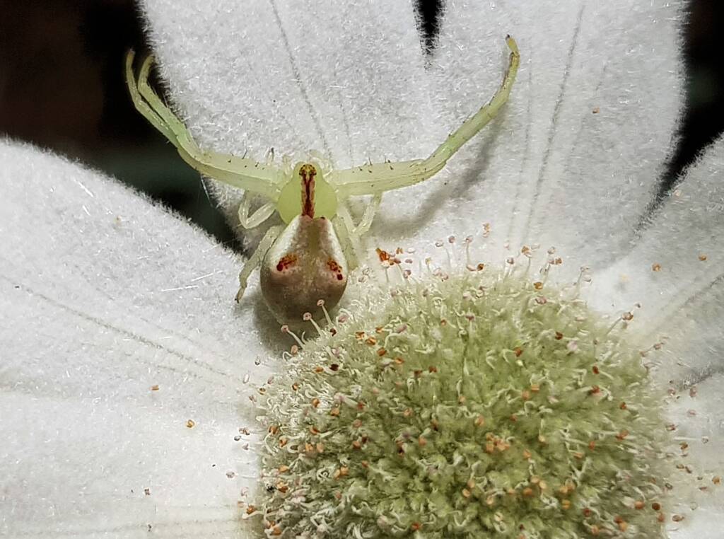 Red-tipped Crab Spider (Sidymella rubrosignata) on a Flannel Flower, Stony Range Regional Botanic Garden, Dee Why NSW