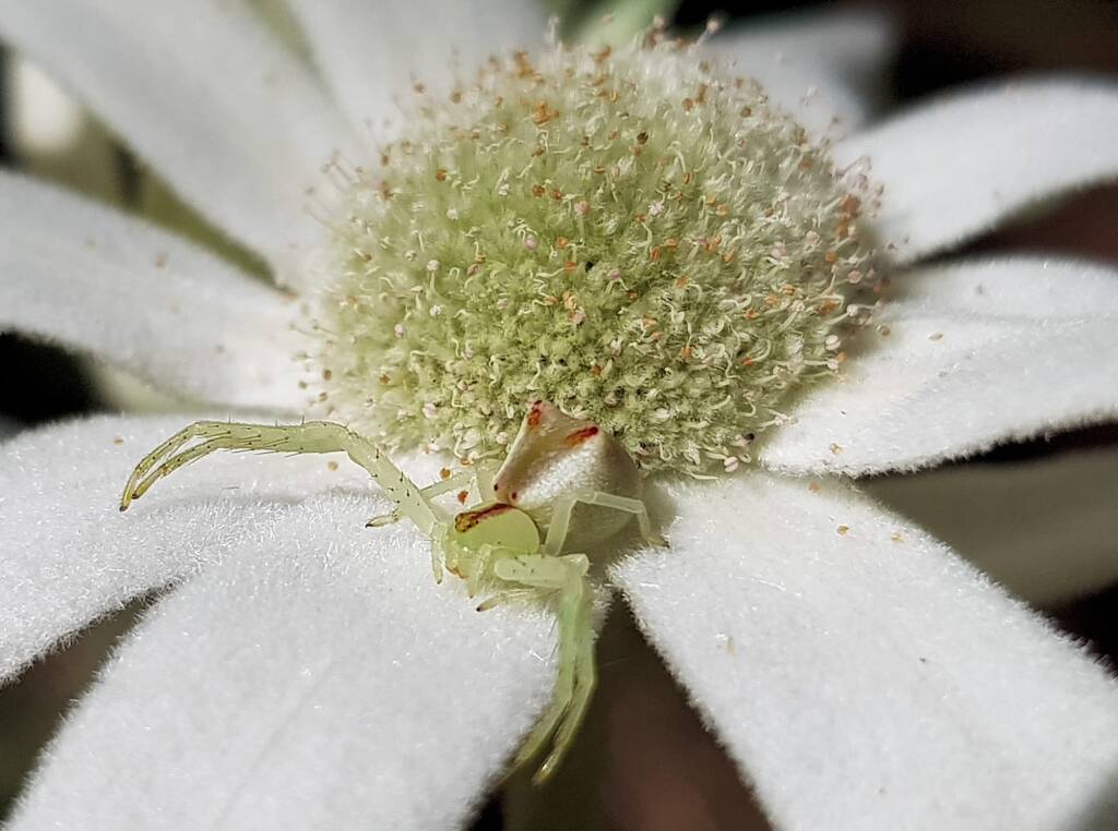 Red-tipped Crab Spider (Sidymella rubrosignata) on a Flannel Flower, Stony Range Regional Botanic Garden, Dee Why NSW