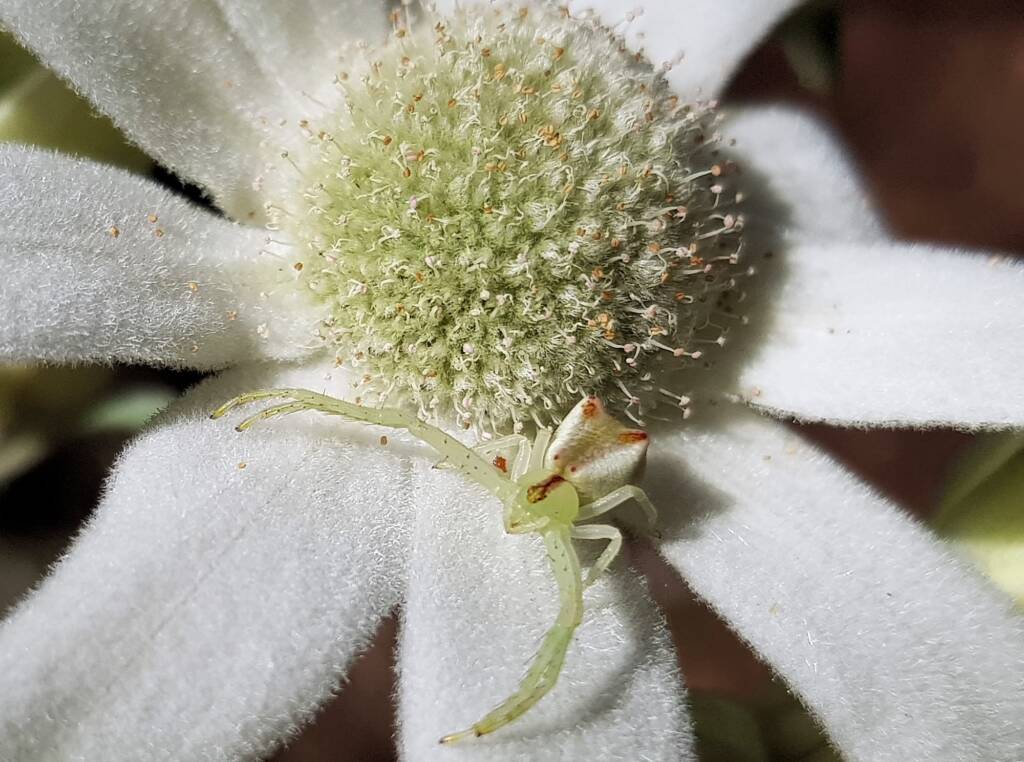 Red-tipped Crab Spider (Sidymella rubrosignata) on a Flannel Flower, Stony Range Regional Botanic Garden, Dee Why NSW