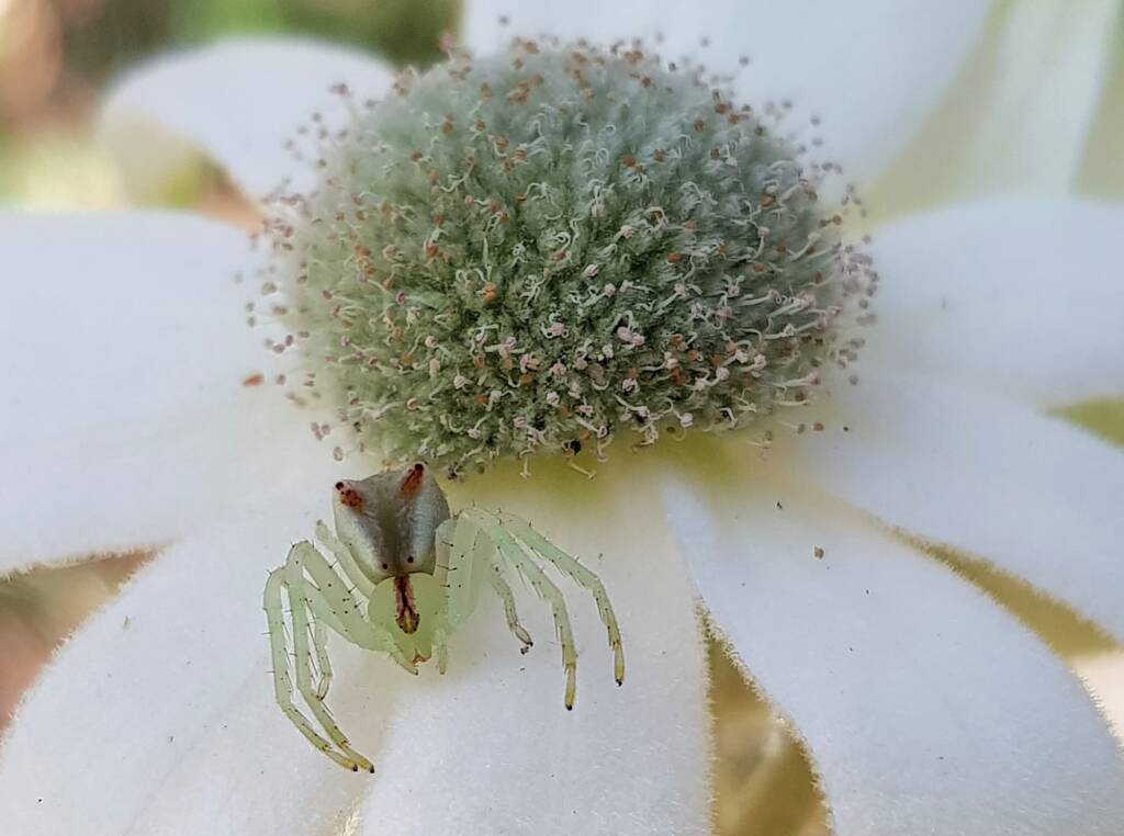 Red-tipped Crab Spider (Sidymella rubrosignata) on a Flannel Flower, Stony Range Regional Botanic Garden, Dee Why NSW
