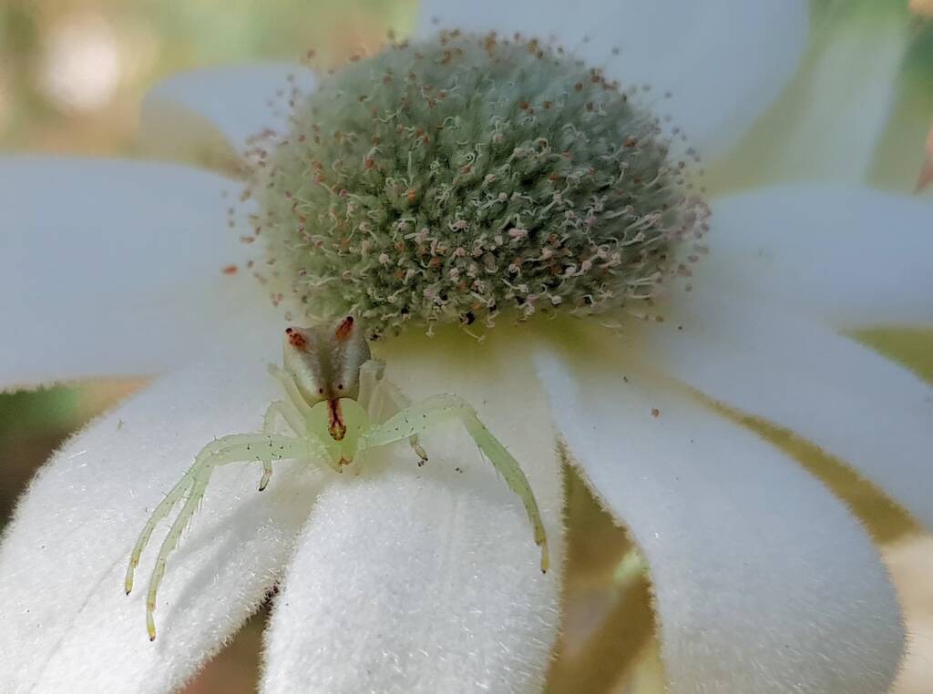 Red-tipped Crab Spider (Sidymella rubrosignata) on a Flannel Flower, Stony Range Regional Botanic Garden, Dee Why NSW