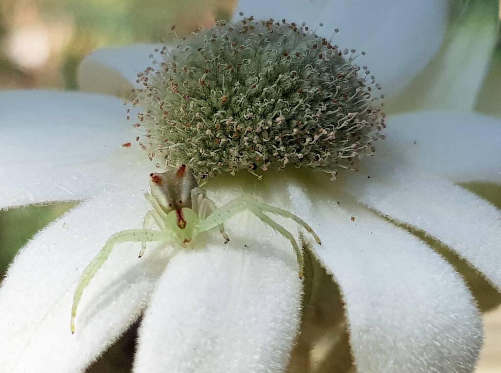 Red-tipped Crab Spider (Sidymella rubrosignata) on a Flannel Flower, Stony Range Regional Botanic Garden, Dee Why NSW