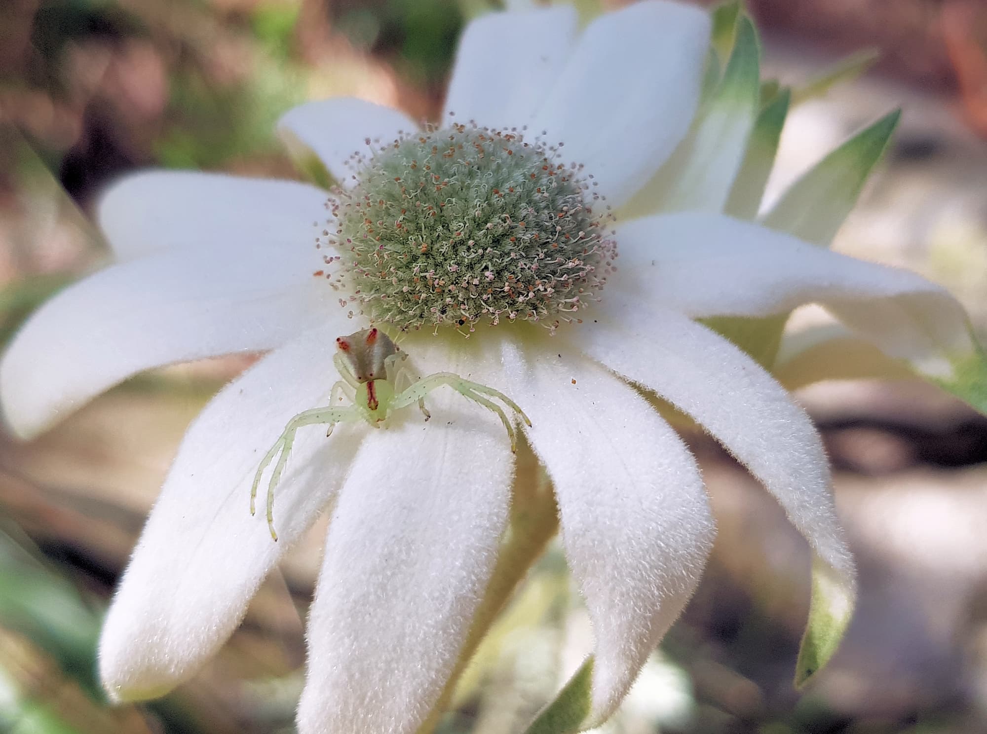 Red-tipped Crab Spider (Sidymella rubrosignata) on a Flannel Flower, Stony Range Regional Botanic Garden, Dee Why NSW