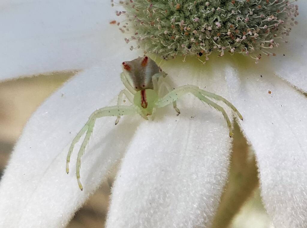 Red-tipped Crab Spider (Sidymella rubrosignata) on a Flannel Flower, Stony Range Regional Botanic Garden, Dee Why NSW